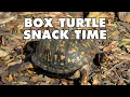 What Do Box Turtles Eat