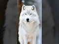 Download Lagu ¿Han revivido al Lobo Terrible o Lobo Gigante?