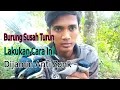 Download Lagu Trik Jitu Pikat Burung Jinjing Batu Yang Susah Turun Dijamin Ampuh