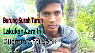 trik jitu pikat burung jinjing batu yang susah turun dijamin ampuh