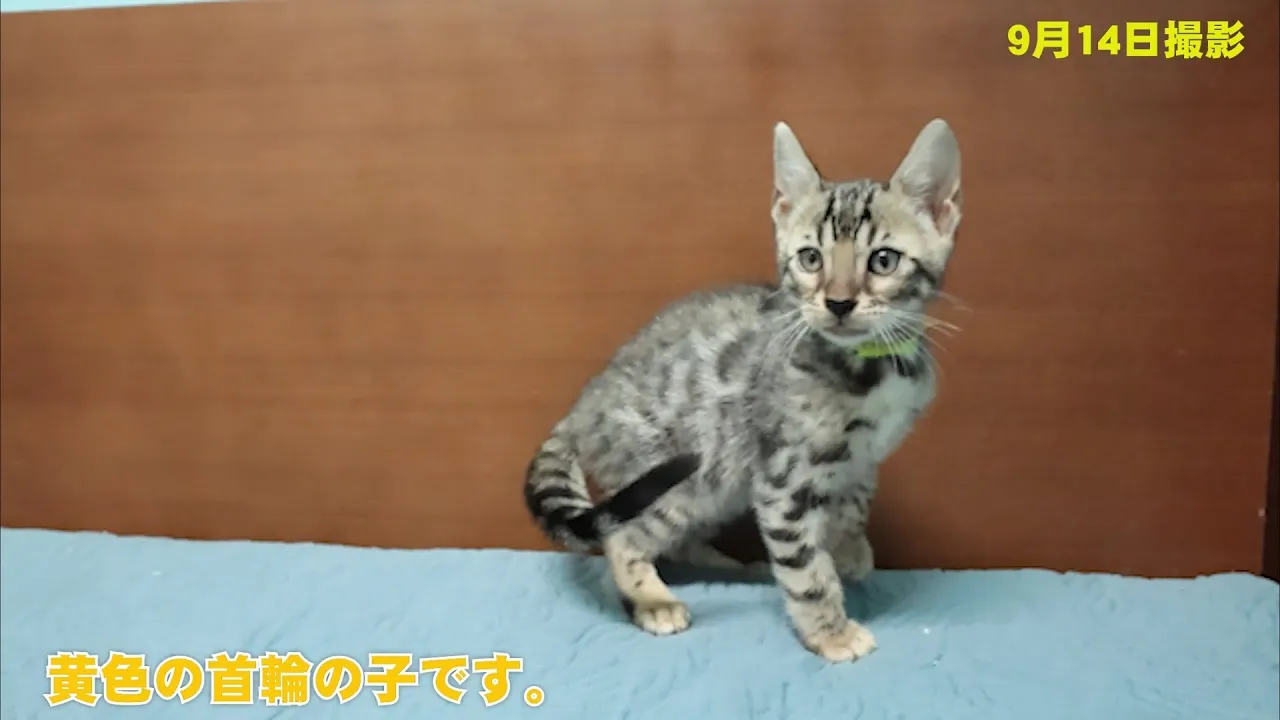 動画