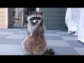 This is the Life Cycle of a Raccoon