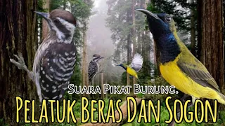 Download MP3.. Suara Pikat Burung Sogon Dan Pelatuk Beras. Paling Jitu.. MP3