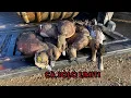 Solo Hour Limit Wigeon for days CA Refuge 2022 Duck Hunt
