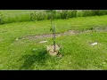 Fastest Growing Shade Tree Results After 2 Years Hybrid Poplar vs Silver Maple vs Weeping Willow