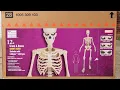 Jack the Skeleton Builds a 12 ft Skeleton