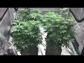 Dutch seed bank vs Pacific Seed Bank
