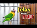 Download Lagu DENGARKAN SAJA Lovebirdmu Pasti BUNYI, Suara Burung Lovebird Ngekek Panjang MANTAB Buat Pancingan
