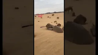 شاهد ردة فعل ذئب بعد أن نادى عليه صاحبه في الصحراء 