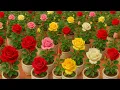 Download Lagu ELK ROZENBLADJE ZAL 100 KEER SNELLER WORTELEN (Snelle, goedkope techniek)