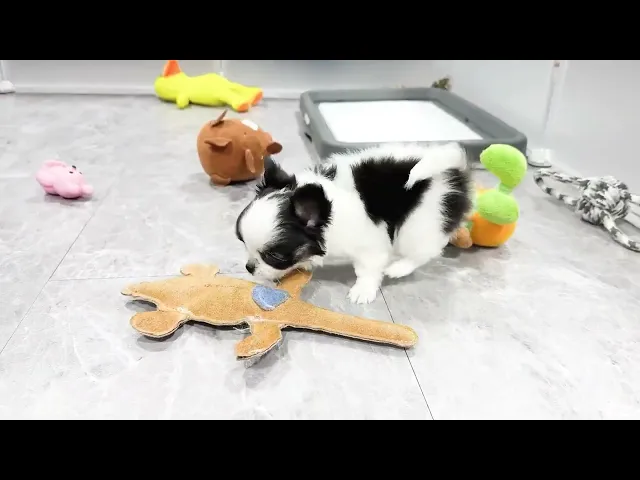 動画