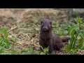 Download Lagu Minks Are The CUTEST Compilation (2021) | Nippy Little Mink!