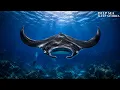Why Manta Rays Are Called Devils of the Deep