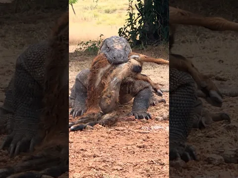 Komodo wants to swallow the goat whole.