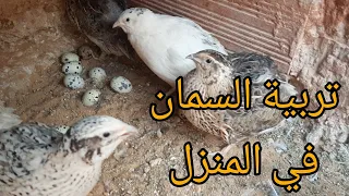 تربية السمان في المنزل 