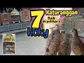 Download Lagu 7 Katuranggan perkutut lokal Yang Baik di Pelihara ‼️🤩🤩