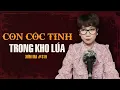 Download Lagu Chuyện tâm linh Thy kể : CON CÓC TINH TRONG KHO LÚA