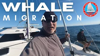 WHALE SEASON IS HERE / OPEN WATER SEA TRIAL – Ep396