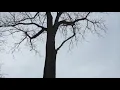 Harvesting Black Walnut Lumber