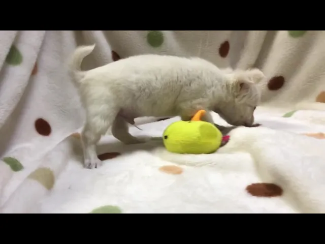 動画