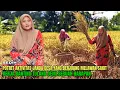 Lagu SEDIH❗AKTIVITAS JANDA DESA YANG BERJUANG MELAWAN SAKIT KERJA BANTING TULANG DEMI SEBUAH HARAPAN