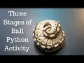 The Three Stages of Ball Python Activity - Benjamin s Exotics
