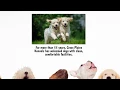 Pet Boarding Service Dog Breeder in Springfield TN Cross Plains Kennels