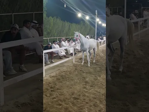 حصان يركبه الصغير والكبير
