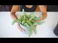Donkeys Tail Re-potting