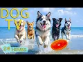 Download Lagu DOG TV: Videos Entertain Fun All Day for Dogs When Home Alone - Best Anti-Anxiety Music for Dogs