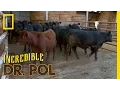 Bloated Bovine Emergency The Incredible Dr Pol