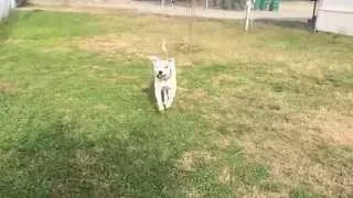 Danny Fetching