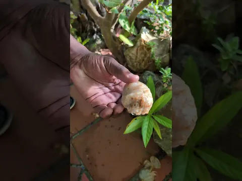 Do You Know This Fruit I Found in St. Lucia? 😳🍈 #naturalhealing #fruits #stlucia #tropicalfruits