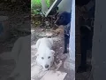 Download Lagu Anjing menggonggong #shorts#cute dog#anjing