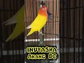 Download Lagu lutino nyasa ngekek panjang