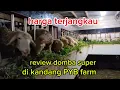 Download Lagu Harga dombos dari 1jt an