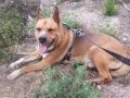 German Shepherd and Pit bull mix Trunks
