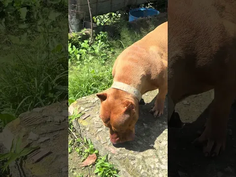 Pitbull red lion 🔥#lekthebestkennel