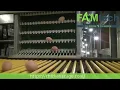 automatic egg collecting machine
