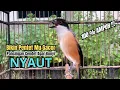 Download Lagu burung cendet gacor EMOSI AMPUH untuk PANCINGAN CENDET AGAR BUNYI jadikan BURUNG PENTET GACOR NYAUT