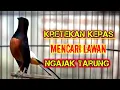 Download Lagu Kretekan Keras Murai Fighter Memancing Emosi Lawan 🔥@dirutkicau