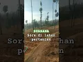 SUASANA Sore Di Lahan Pertanian|Aktivitas Petani Pedesaan#buruh #pedesaan #cerita #video shorts
