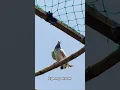 Download Lagu chand ke jaisa nahi chamakna #shorts #pigeon #kabootar #explore #ytshort