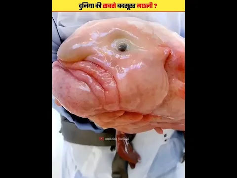 Why Does the Blobfish Look So Ugly? #shorts
