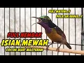 Lagu KONIN GACOR FULL ISIAN TONJOLAN PELATUK BERAS !! 100% COCOK BUAT PANCINGAN KOLIBRI NINJA AGAR BUNYI