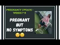 Pregnancy Update 7-8 weeks No symptoms What to expect