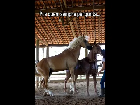 This Is NOT What You Think… 🤯 Horse Breeding Explained!