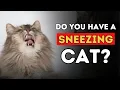 Sneezing Cat 5 Effective Home Remedies