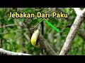 Download Lagu Jebakan Burung Dari Paku Untuk Bermacam Jenis Burung