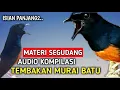 Kompilasi Tembakan Murai Batu Full Isian Mewah, Buat Masteran Murai Batu